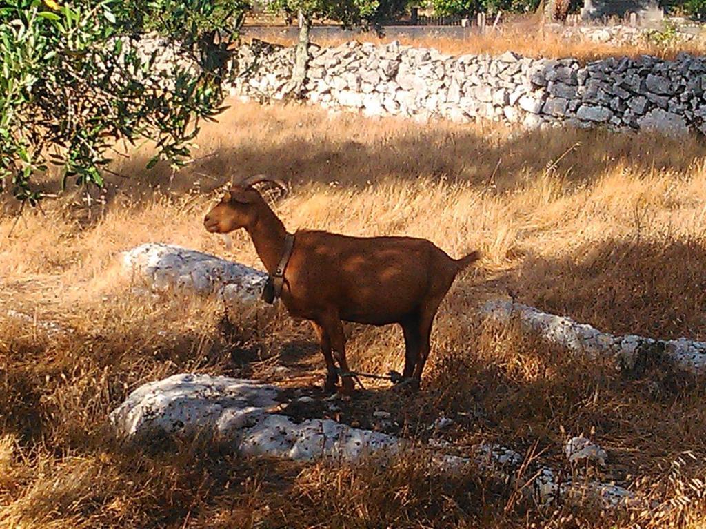 Retiro Da Avo Lidia - Turismo Rural Mendiga Bagian luar foto